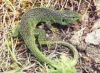 Sample 1 – Green lizard