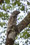 Sample 2 – Potoo