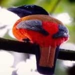 Sample 3 – Red naped trogon
