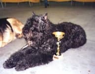 Sample 3 – Bouvier des flandres