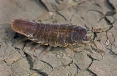 Sample 5 – Isopod