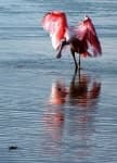 Sample 5 – Spoonbill