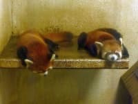 Sample 3 – Red panda