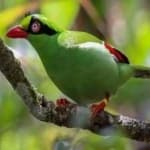 Sample 6 – Green magpie
