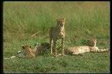 Sample 2 – Leopards