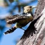 Sample 2 – D arnauds barbet