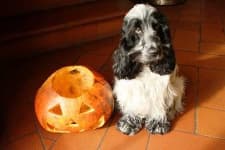 Sample 6 – English cocker spaniel