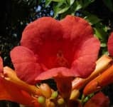 Sample 5 – Trumpet creeper
