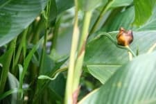 Sample 4 – Green snake