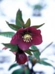 Sample 3 – Lenten rose