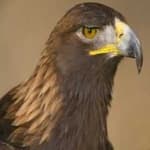 Sample 3 – Golden eagle