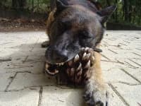 Sample 4 – Malinois