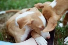 Sample 1 – Ibizan hound