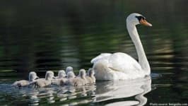 Sample 4 – Swan