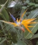 Sample 24 – Bird of paradise flower