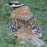 Sample 3 – Elliots pheasant
