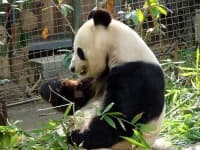 Sample 5 – Giant panda