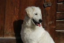 Sample 3 – Kuvasz