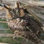 Sample 3 – Long eared owl
