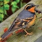 Sample 2 – Varied thrush
