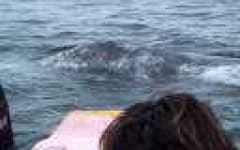 Sample 3 – Grey whale