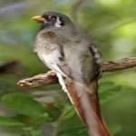 Sample 3 – Elegant trogon