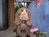 Sample 6 – Sussex spaniel