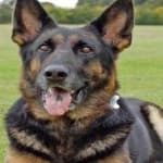 Sample 6 – German sheperd
