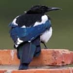 Sample 3 – Eurasian magpie