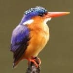 Sample 6 – Malachite kingfisher