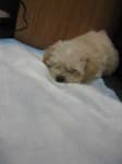 Sample 4 – Toy poodle