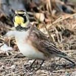 Sample 2 – Horned lark