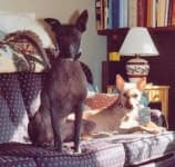 Sample 4 – Mexican hairless