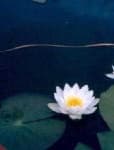 Sample 2 – Water lilly