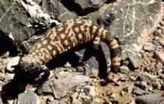 Sample 4 – Gila monster