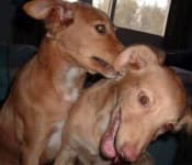 Sample 4 – Rhodesian ridgeback