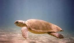 Sample 1 – Loggerhead