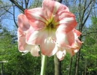 Sample 6 – Hippeastrum