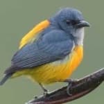 Sample 1 – Yellow bellied flowerpecker
