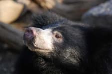 Sample 6 – Sloth bear