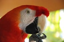 Sample of Parrot
