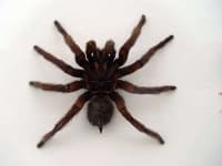 Sample 4 – Tarantula