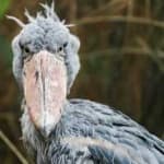 Sample 6 – Shoebill