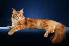 Sample 3 – Maine coon