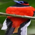 Sample 4 – Red naped trogon