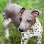 Sample 2 – American hairless