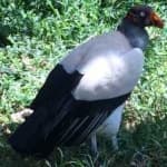 Sample 5 – King vulture