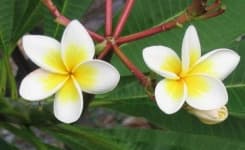 Sample 1 – Frangipani