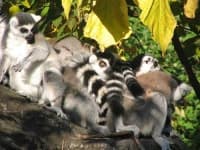 Sample 6 – Madagascar cat