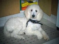 Sample 4 – Standard poodle